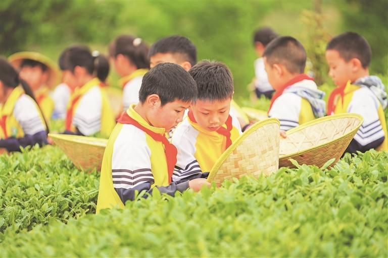 修文四小学生走进茶园开展劳动教育实践课