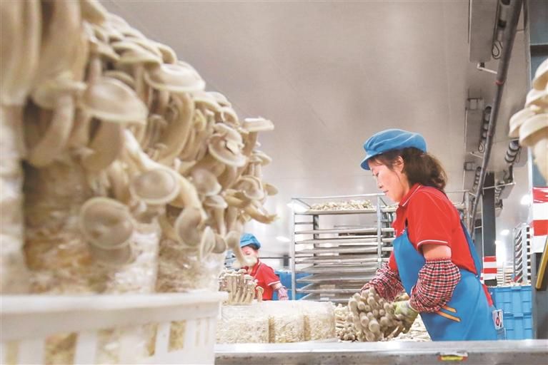工作人员正对食用菌进行分拣、搬运、烘干，一片繁忙