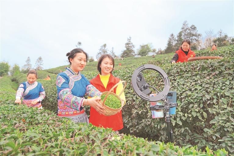 党员干部在富顺村云集茶场帮助茶农直播销售茶叶