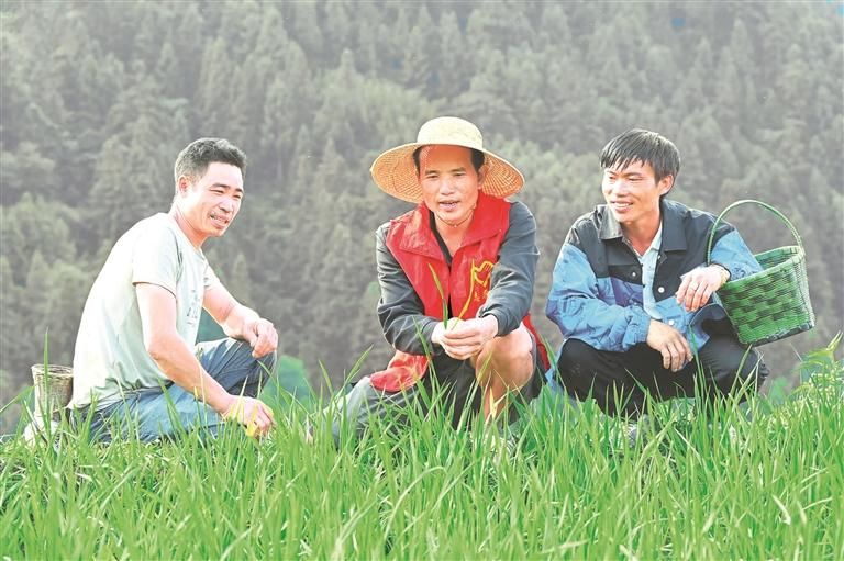水稻种植基地向当地群众讲解水稻防病虫害知识