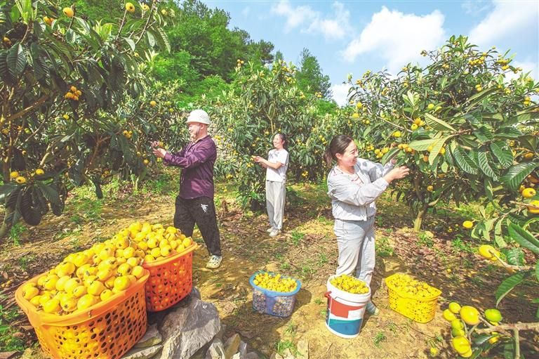 黔西市洪水镇乡村枇杷种植基地里采摘枇杷