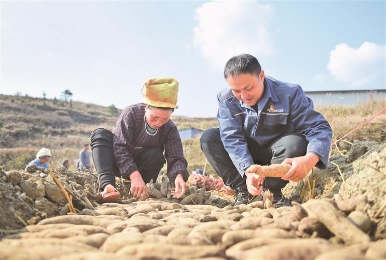刘开福（右一）与村民一起育紫薯苗