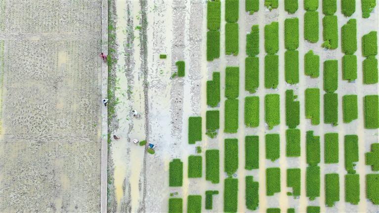 杂交水稻制种移栽忙