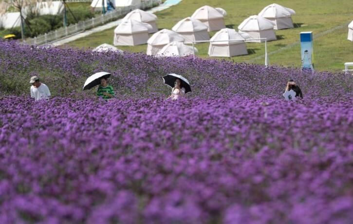 紫色花海醉游人