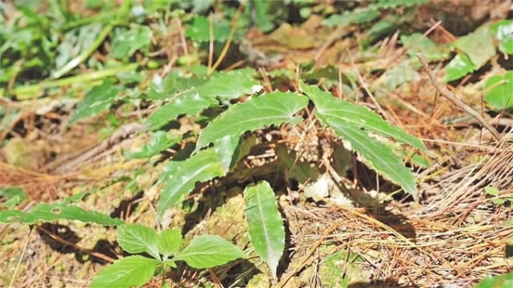 观么镇种植的淫羊藿 观么镇种植的淫羊藿