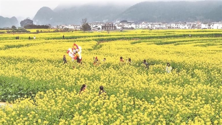 黔西南州兴义市万峰林油菜花田景色