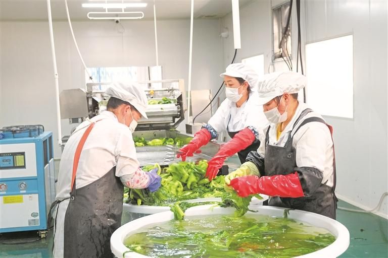 六枝酸菜俏销省外