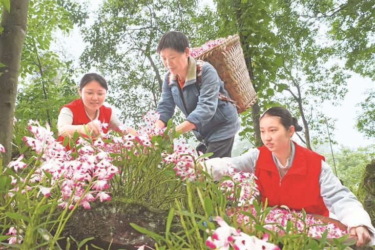 赤水市旺隆镇鸭岭村石斛花开
