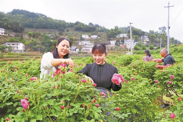 玫瑰绽放在山间